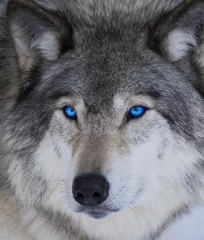Tissu par mètre Loup Blue eyes wolf
