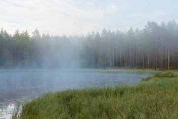 Fototapeta na wymiar Foggy morning at forest pond landscape Finland