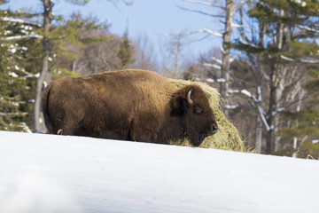 Bison in winter
