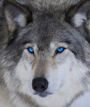 Blue eyes wolf