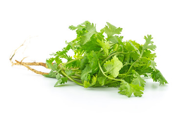 Coriander sprig isolated on white background