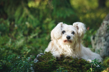 White cute old mixed breed dog in forest