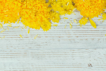 Yellow chrysanthemums daisy flowers on white wooden background.