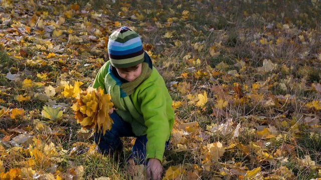 boy collecting bouquet with yellow leaves in park