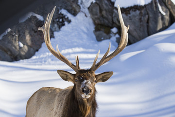 Wapiti portrait in winter