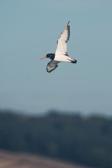 Eurasian Oystercatcher, Haematopus ostralegus