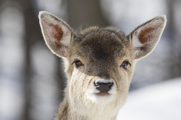 fallow deer in winter 