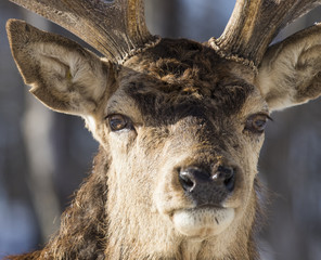 Wapiti portrait in winter