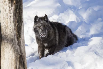 Papier Peint photo Lavable Loup black wolf in winter