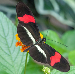 Fototapeta premium Butterfly beauty