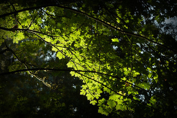 Forest Canopy, Pacific Northwest. A Pacific Northwest Rainforest canopy in the sun.

