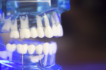 Dental teeth clinical model