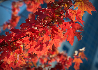 Vancouver Red Leaves. Fall colors on trees in downtown Vancouver, Canada.

