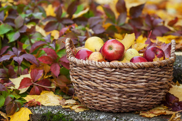 Fresh harvest of apples. Autumn gardening. Thanksgiving day. Organic red apples in a basket