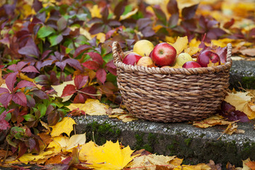 Fresh harvest of apples. Autumn gardening. Thanksgiving day. Organic red apples in a basket