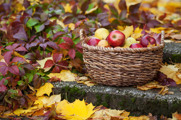 Naklejka na ściany i meble Fresh harvest of apples. Autumn gardening. Thanksgiving day. Organic red apples in a basket