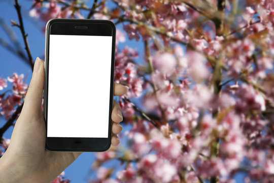 Young hipster using smart phone with white blank screen on full bloom of wild Himalayan Cherry (Sakura Thai) blur background in Northern Thailand. image for mock up.