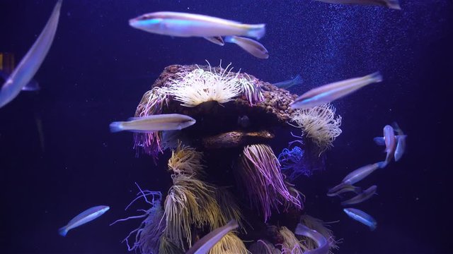 Rainbow wrasses and sea anemones. Aquarium with plants and tropical colorful fishes