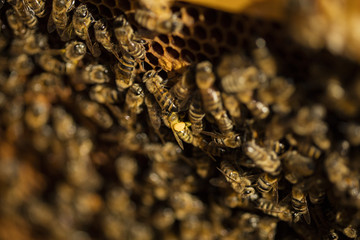 Bees