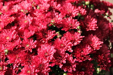 flower pink mum chrysanthemum nature 