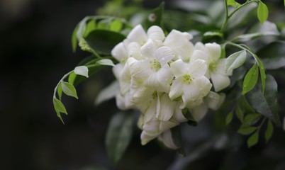 I love the smell of fresh Jasmine 