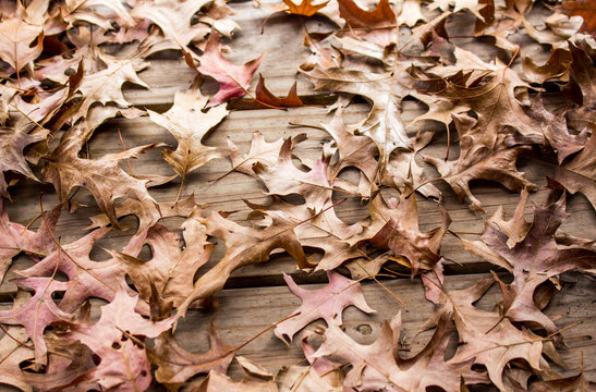 Fall Brown Leaves 