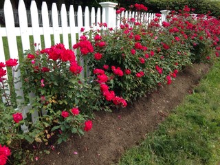 red roses along a picket fence