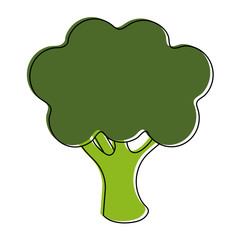 broccoli vegetable icon image vector illustration design 