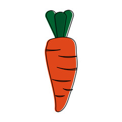 carrot vegetable icon image vector illustration design 