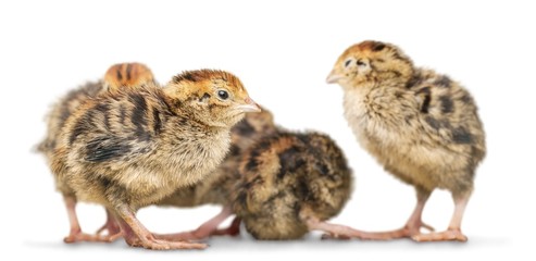 Baby animal.