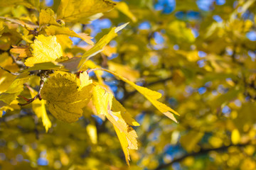 Yellow leaves against the sky.