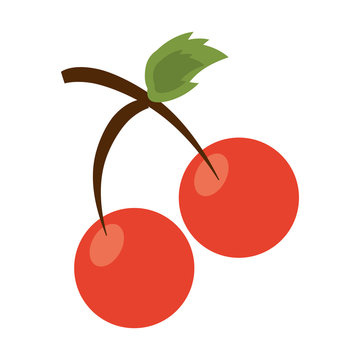 cherries fruit icon image vector illustration design 