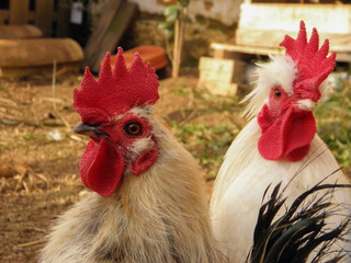 Two Farm Roosters