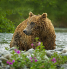 Grizzly Bear In Flowers