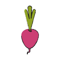 Radish fresh vegetable icon vector illustration graphic design