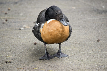 Australian shelduck