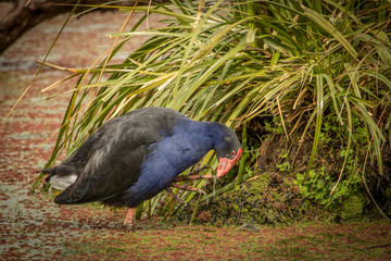 Pukeko Scratching, New Zealand 