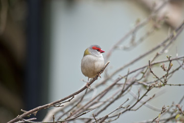 red browed finch