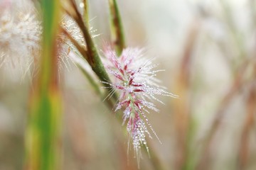 a selective focus of blurry ice grass flower 