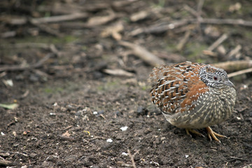 quail