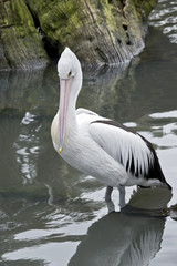 pelican