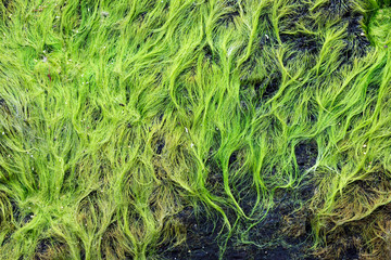 Beautiful moss like plant in driftwood