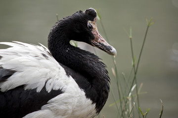 magpie goose