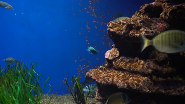 Sea Aquarium with plants and tropical colorful fishes