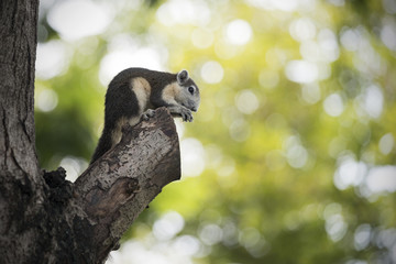 Thai squirrel eating nuts in a park