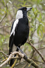 magpie bird