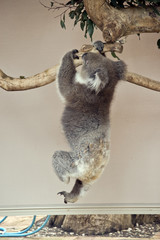 Fototapeta premium koala just hanging on