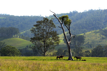 Riverwood Down Australia , Horses on a country landscape
