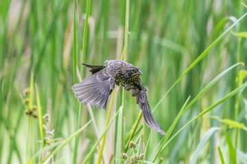 Red-Winged Blackbird Female Flying