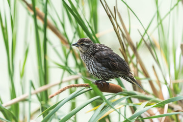 Red-Winged Blackbird Female